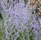 Russian sage