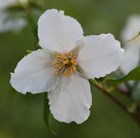 mock orange