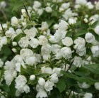 mock orange