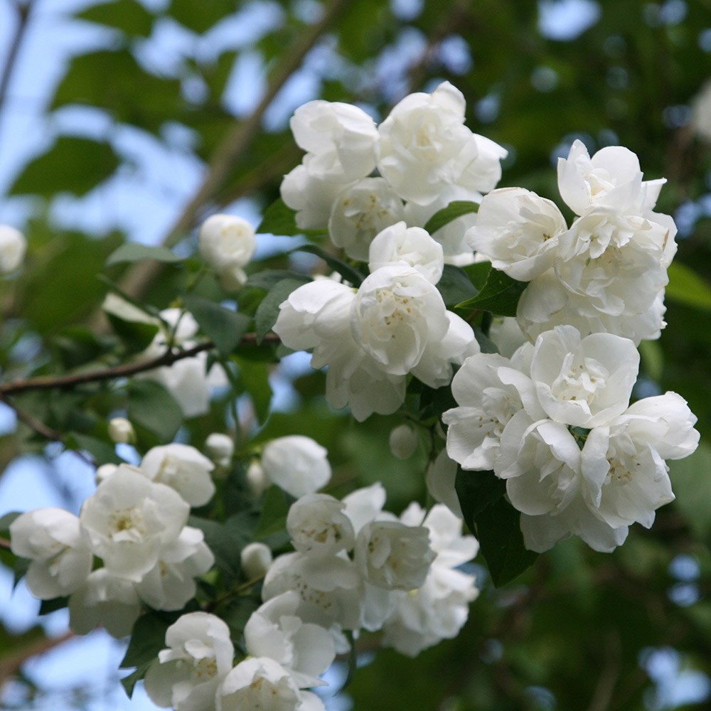 Fiore D Angelo Da Talea Forum Di Giardinaggio It