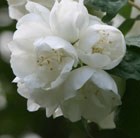 mock orange