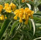 Jerusalem sage