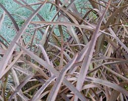 Phormium 'Bronze Baby' (New Zealand flax)