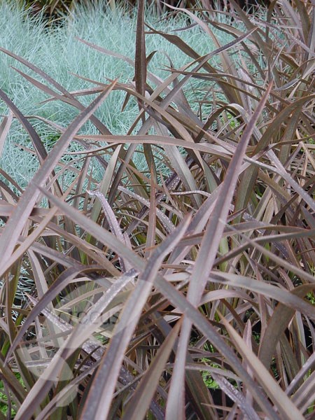 New Zealand flax New Zealand flax