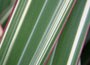 New Zealand flax