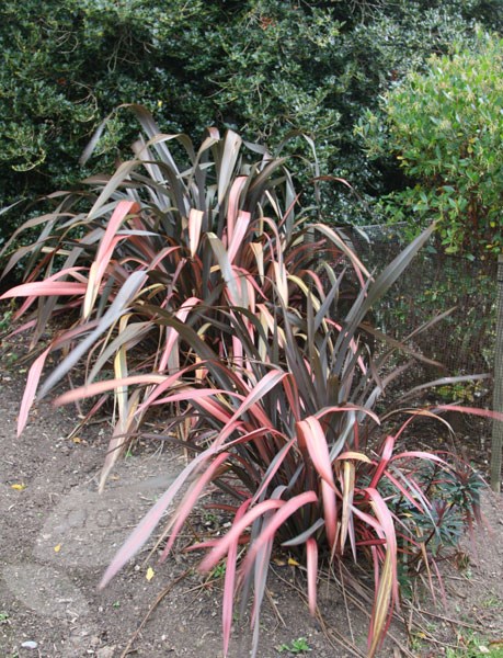 New Zealand flax New Zealand flax