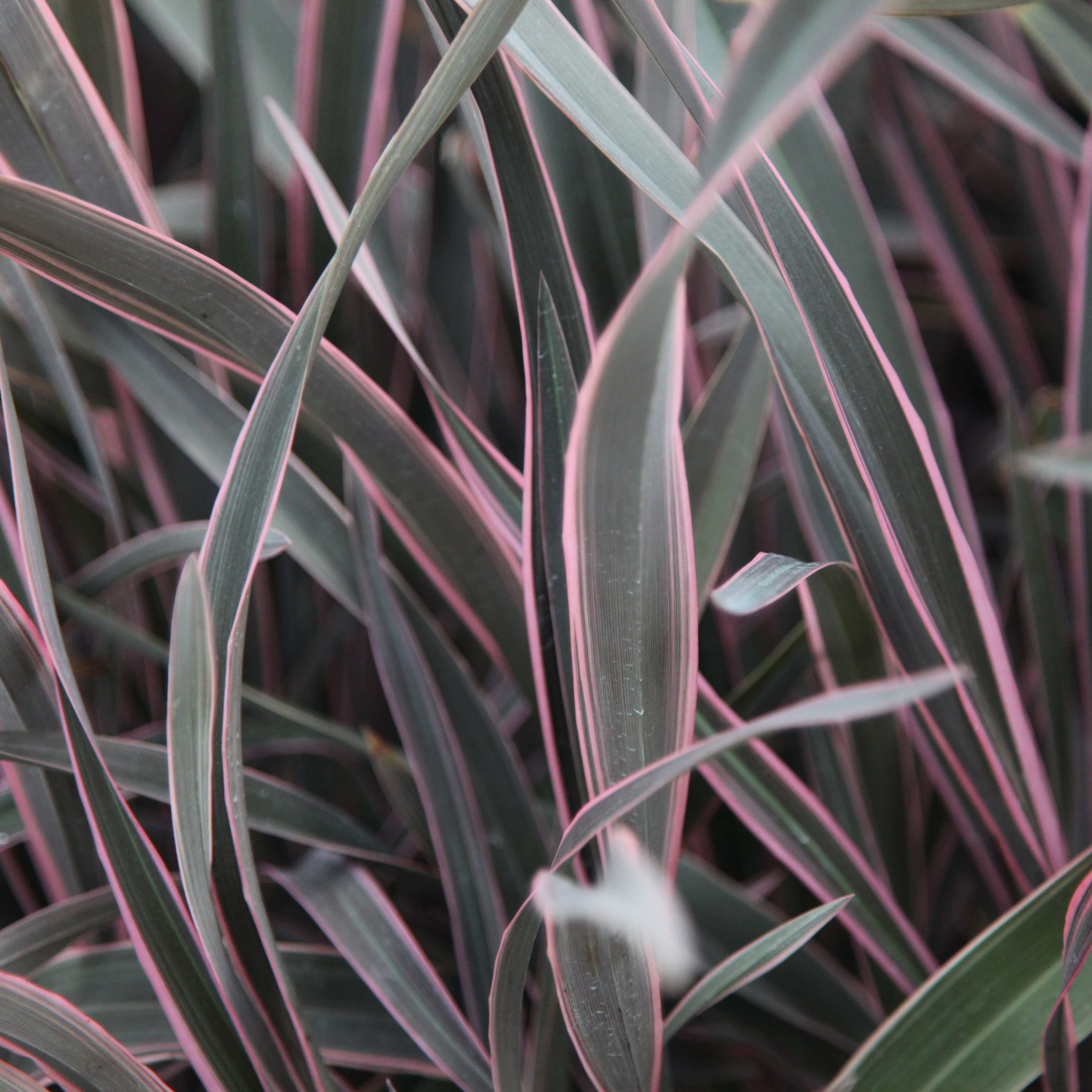 Phormium 'Pink Stripe' (New Zealand flax)