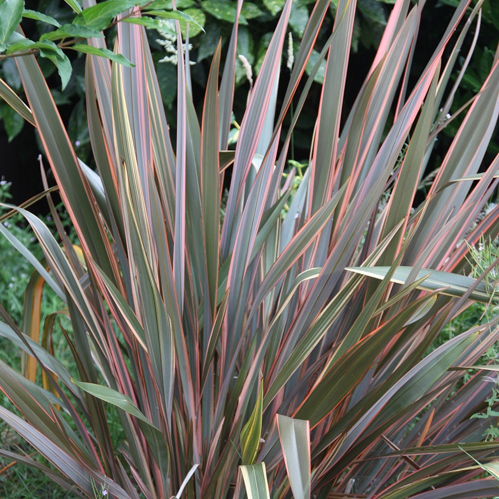 New Zealand flax (Phormium Rainbow Queen) New Zealand flax (Phormium Rainbow Queen)