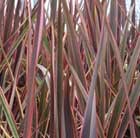 New Zealand flax (Phormium Rainbow Queen)