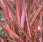 New Zealand flax (syn. Rainbow Sunrise)