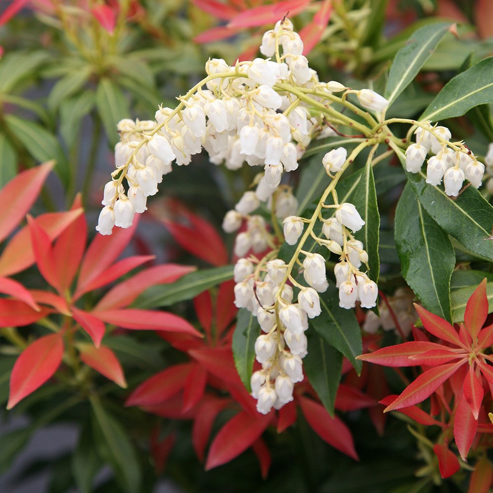 lily-of-the-valley shrub