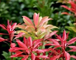 Pieris japonica 'Mountain Fire' (lily-of-the-valley shrub)