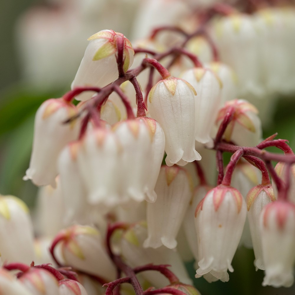 lily-of-the-valley shrub lily-of-the-valley shrub