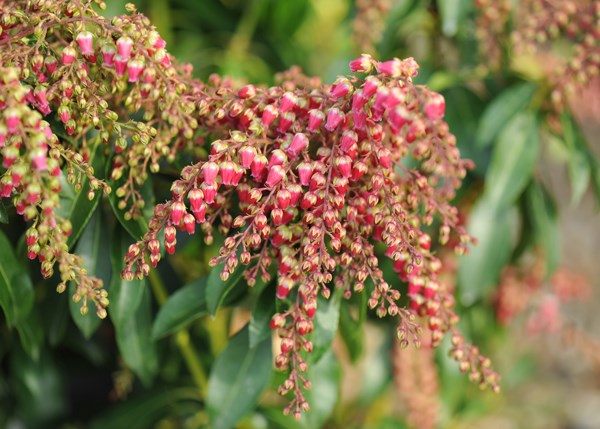 lily-of-the-valley shrub