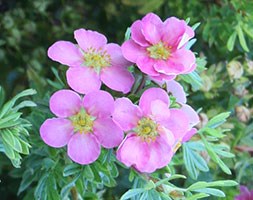 Potentilla fruticosa Lovely Pink ('Pink Beauty') (PBR) (shrubby cinquefoil)