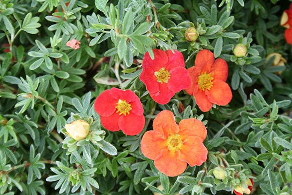 shrubby cinquefoil shrubby cinquefoil