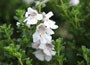 Image of: Alpine Mint Bush