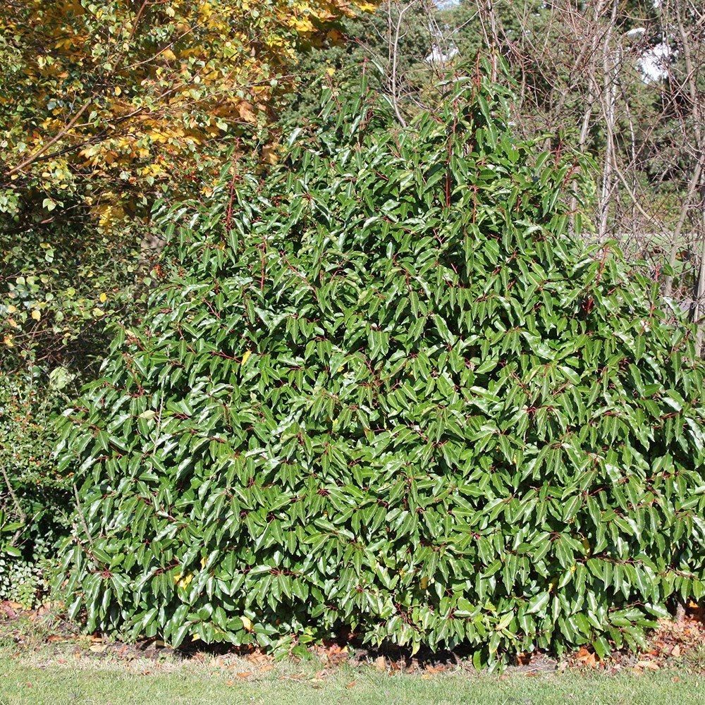 Portuguese laurel