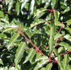 Portuguese laurel