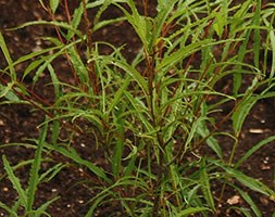 Rhamnus frangula 'Aspleniifolia' (fern-leaf buckthorn)