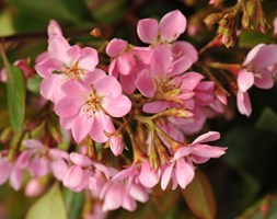 Rhaphiolepis indica Springtime ('Monme') (Indian hawthorn)