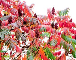 Rhus typhina (stag's horn sumach)