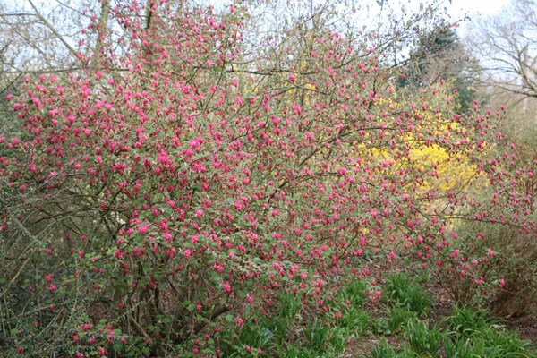 flowering currant