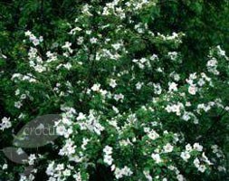 Rubus 'Benenden' (Ornamental Bramble)