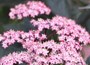 Black Elder (syn. Black Beauty)
