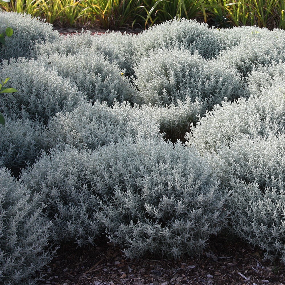cotton lavender cotton lavender