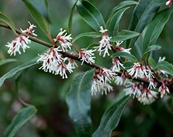 Sarcococca hookeriana var. digyna (sweet box)