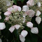 Japanese hydrangea vine