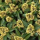 Skimmia (male)