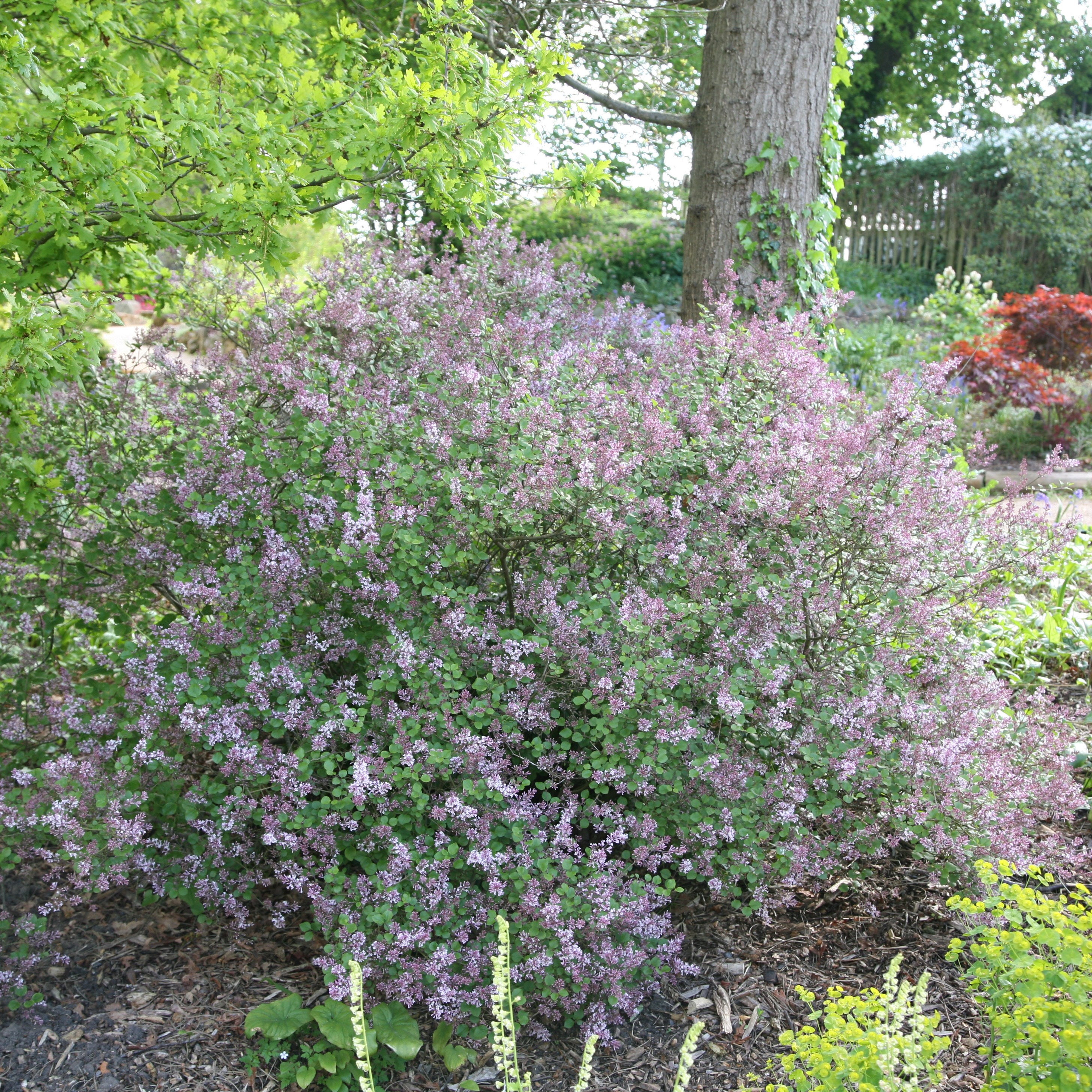 Korean Lilac