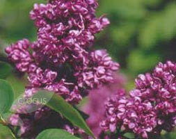 Syringa vulgaris 'Michael Buchner' (Lilac)
