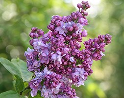 Syringa vulgaris 'Charles Joly' (common Lilac)