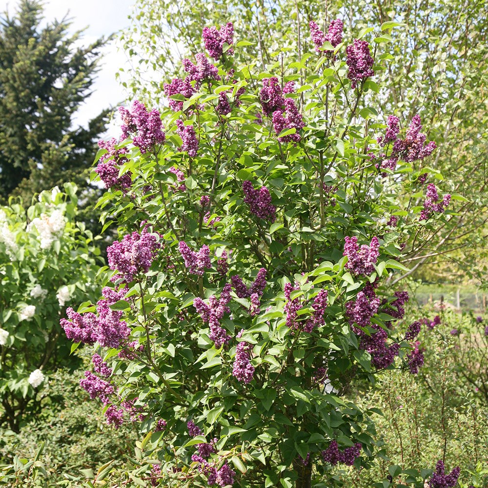 common Lilac common Lilac