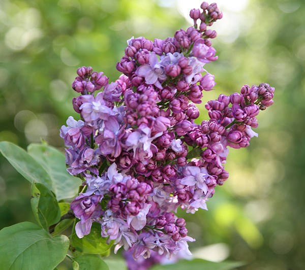 common Lilac common Lilac