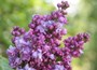 Common Lilac