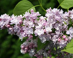 Syringa vulgaris 'Katherine Havemeyer' (common Lilac)