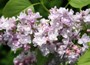 Common Lilac