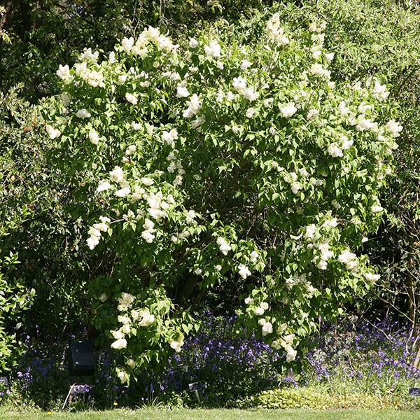 common Lilac