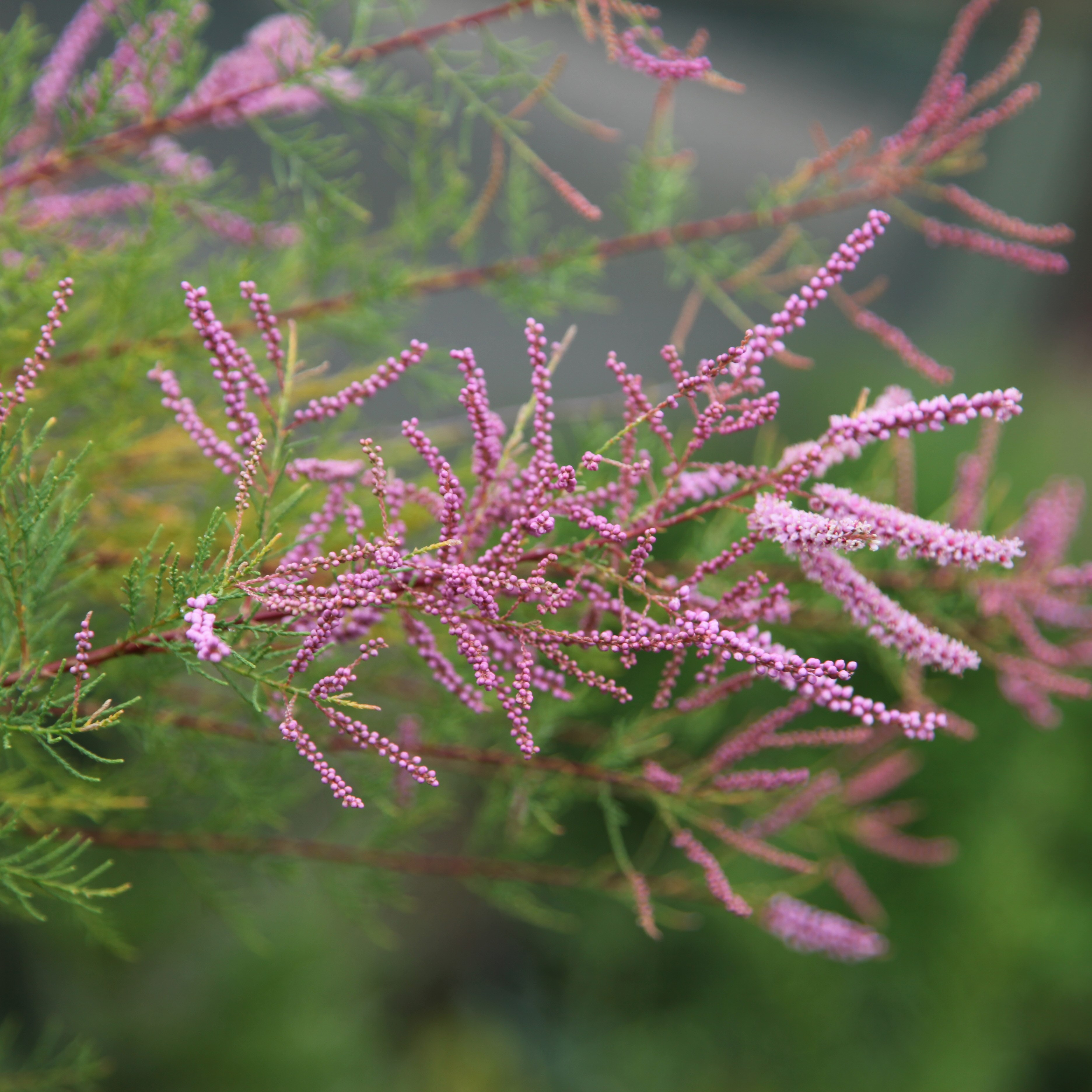 tamarisk