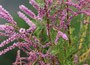 Tamarisk
