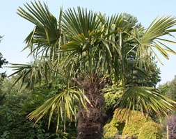 Trachycarpus fortunei (chusan palm)