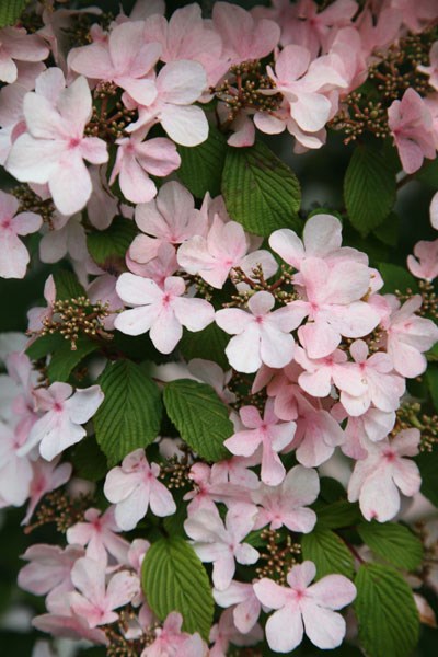 Japanese snowball bush Japanese snowball bush
