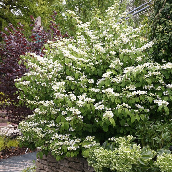Japanese snowball bush