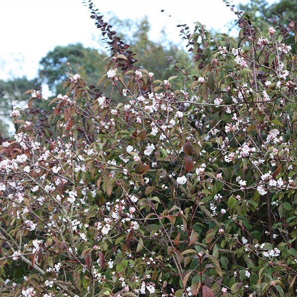 viburnum