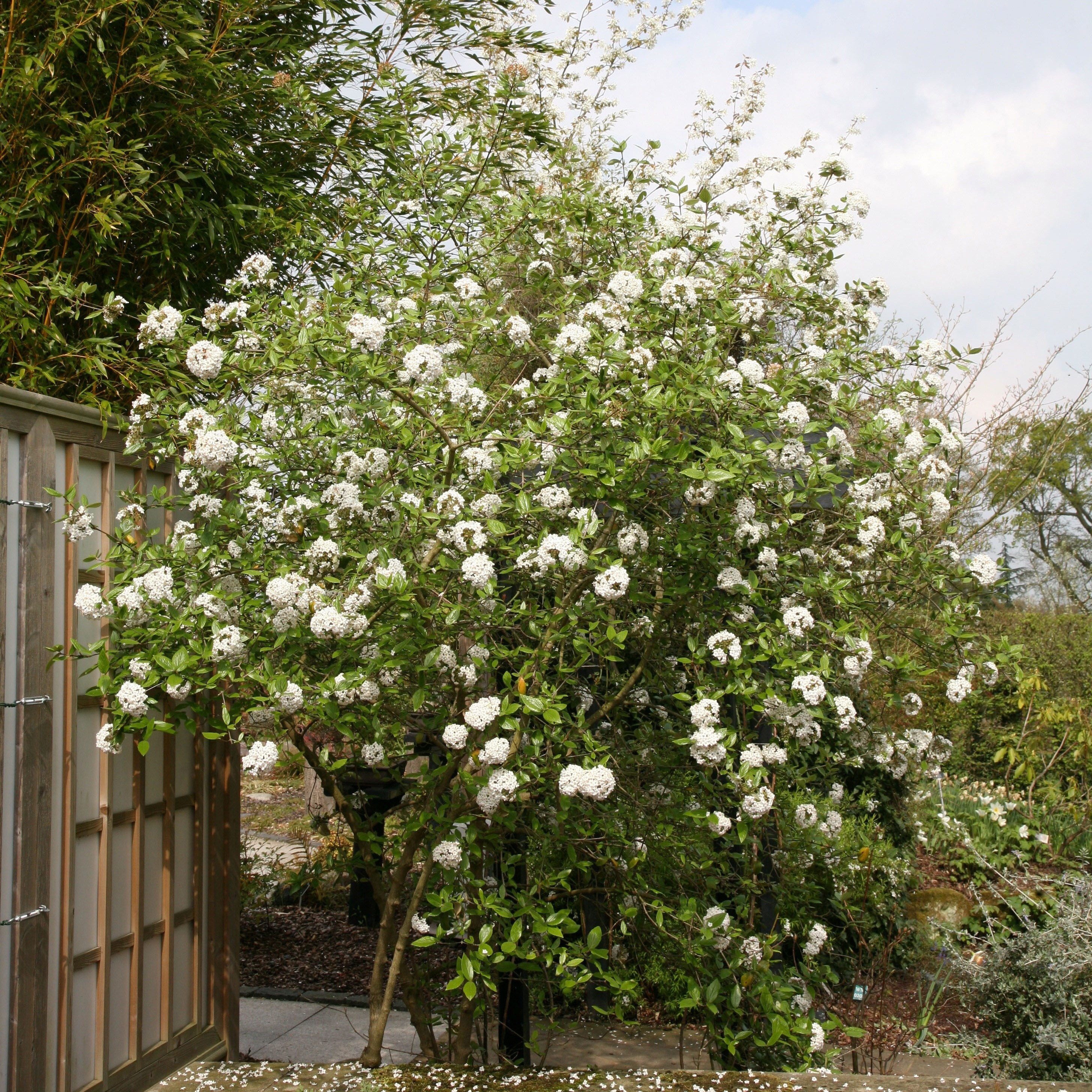 burkwood viburnum