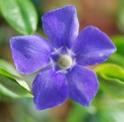 greater periwinkle